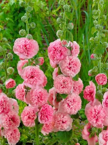 Alcea rosea ‘Pleniflora Chaters’ 9x9 cm Topf – Winterhart, Pflegeleicht – Stockrose – Beetpflanze für Garten & Bauerngarten