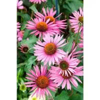 Echinacea Purpurea Pica Bella R Roter Sonnenhut Ca. 11x11 cm Topf