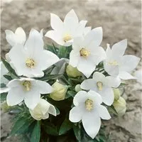 Platycodon Grandiflorus Ballonblume Fuji White Ca 9x9 cm Topf