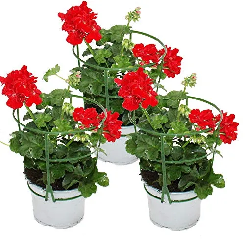 Hängende Geranien - Pelargonium peltatum - Set mit 3 Pflanzen - hellrot - Set mit 3 hängenden Geranien in 12cm Töpfen. Ideal für Balkonkästen oder Kübel, bringen sie Farbe in Ihre Gärten. Robuste Pflanzen, die Sonne lieben und bis zu 40cm hängend wachsen.