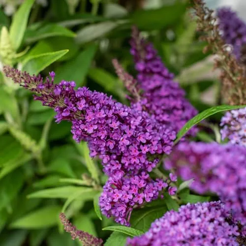 Schmetterlingsflieder Butterfly Candy ® Little Purple PBR 2L