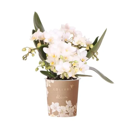 Weiße Phalaenopsis Orchidee Nazaré - Exotenherz - Zimmerpflanze mit Topfgröße 9cm, bringt lebendige Atmosphäre und einen Hauch von Natur in Ihr Zuhause.