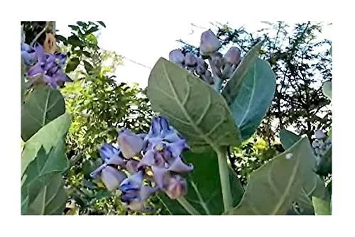 Stk - 10x Calotropis gigantea Kronenblume Strauch Pflanzen - Samen ID180 - Seeds & Plants Shop by Ipsa