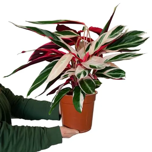Calathea Triostar Zimmerpflanze 60-70 cm | Rosa-weiß-grüne Blätter | Ungiftig & Pflegeleicht - Die Calathea Triostar ist eine dekorative Zimmerpflanze mit einzigartiger Blattfärbung. Ideal für Tierfreunde, pflegeleicht und bringt tropisches Flair in dein Zuhause. Inklusive Pflegevideo für optimale Pflege.
