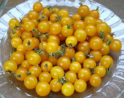 Produktbild gelbe Johannisbeertomate Urtomate, Wildtomate - 20 Samen