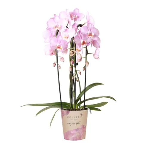 Kolibri Orchids | rosa Phalaenopsis Orchidee Niagara Fall - blühende Zimmerpflanze - Blumen & Stauden: Die Niagara-Fall-Orchidee begeistert mit großen, zartrosa Blüten und ist das perfekte Geschenk für jeden Anlass.