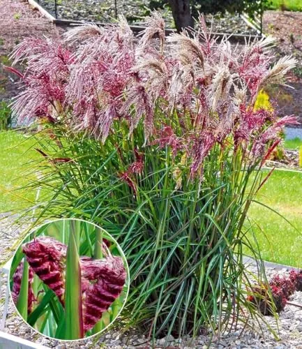 BALDUR Garten Gräser Miscanthus 'Boucle®', 5 St. - Pflegeleicht und winterhart - Entdecken Sie das Ziergras Miscanthus Boucle® mit einzigartigen Blütenwedeln in samtigem Purpur. Ideal für Beete und Kübel, winterhart und pflegeleicht, bringt es lebendige Farben in Ihren Garten!