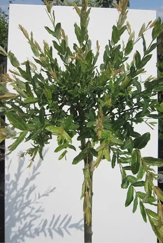 Hochstamm Harlekinweide Hakuro Nishiki - Salix integra - Stamm 100 cm + Krone