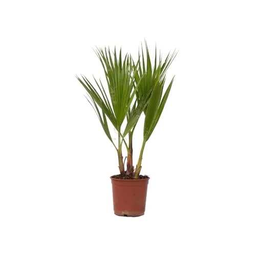 Plant in a Box - Washingtonia Robusta - Mexikanische Fächerpalme - Palmen Winterhart draußen - Topf 15cm - Höhe 50-60cm