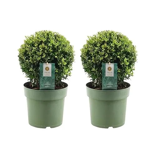 Echte Stechpalme Kugel | Ilex crenata 'Jenny' Set von 2 - Bäume, Sträucher & Hecken - Nachhaltige, immergrüne Kugelstechpalme, ideal als Buchsbaum-Ersatz, CO2-absorbierend und pflegeleicht für jeden Garten.