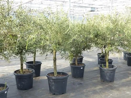 gruenwaren jakubik Olivenbaum 15 Jahre Olive 'Angebot' 150-170 cm - Baumsamen & -pflanzen, winterhart und von bester Qualität, ideal für Gartenliebhaber und mediterranes Flair.