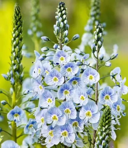 BALDUR Garten 6x Enzian-Ehrenpreis im 9x9 cm-Topf in blau von BALDUR-Garten