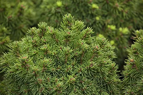 Picea glauca 'Alberta Globe' 9x9 cm Topf – Winterhart, Immergrün, Pflegeleicht – Zwergfichte – Ziergehölz für Steingarten & Kübel
