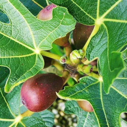 Bäume Rot von Pflanzen-Kölle