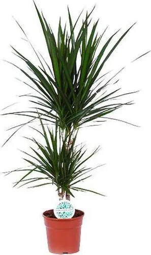 Drachenbaum Dracaena marginata Ø17cm 75cm pflegeleichte Zimmerpflanze