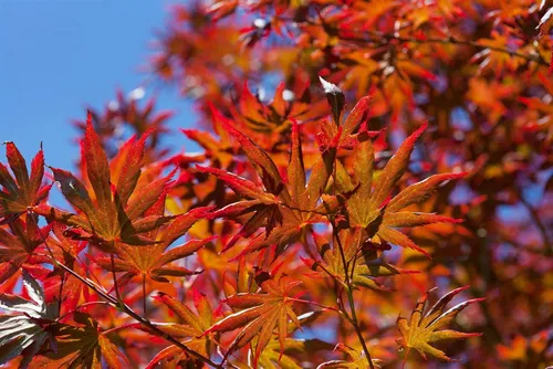 Japanischer Ahorn Acer palmatum Trompenburg, 1 St.