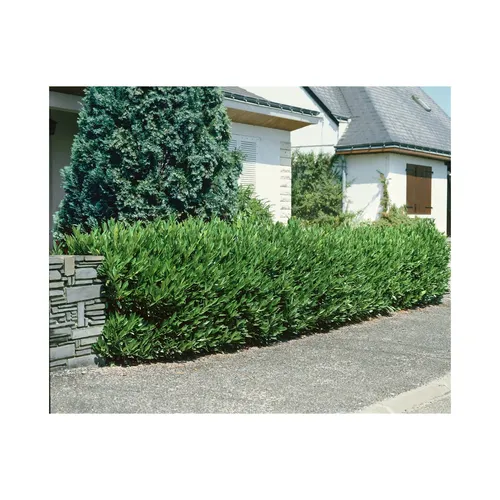 Prunus laurocerasus 'Otto Luyken' - Pflegeleichter Kirschlorbeer für Hecken - Immergrüner Kirschlorbeer mit glänzenden Blättern und weißen Blüten. Ideal für pflegeleichte Hecken und Sichtschutz, winterhart bis -20 °C.