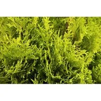 Thuja occidentalis 'Jantar' 30-40 cm – Immergrüner Lebensbaum mit Goldfärbung - Der Abendländische Lebensbaum ‘Jantar’ überzeugt mit leuchtend goldgelben Blättern und einer eleganten, schmalen Silhouette. Ideal für Sichtschutzhecken oder als Solitärpflanze in sonnigen Gärten.
