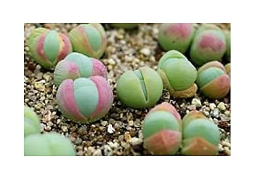 Stk - 15x Gibbaeum comptonii Zwergsukkulente Sukkulenten Garten Pflanzen - Samen B1526 - Seeds & Plants Shop by Ipsa
