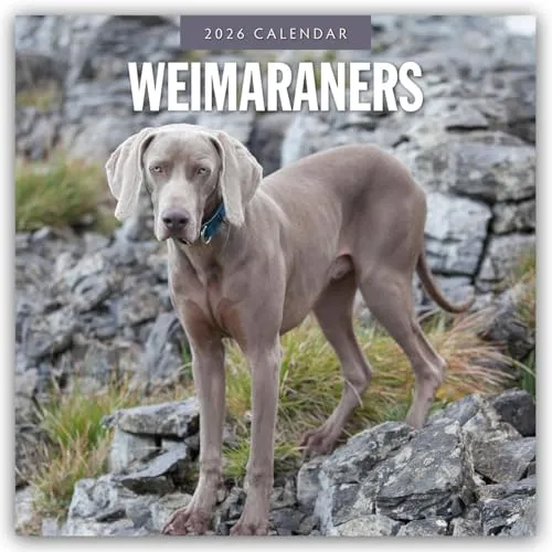 Weimaraners