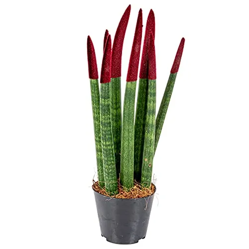Bloomique - Sansevieria Velvet Touch - Schwiegermutterzunge - Bogenhanf - Zimmerpflanzen - Luftreinigend - Sehr pflegeleicht - 20-30 cm Hoch - Topf 9 cm