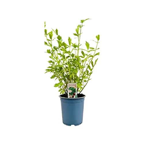 Küchenkräuter Gartenkräuter ca. 11x11 cm Topf - Frische Kräuter für die Küche, ideal für Fensterbank und Balkon, pflegeleicht und vielseitig verwendbar