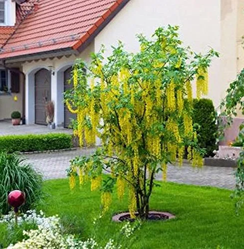 Hochstamm Edel Goldregen 80-100cm