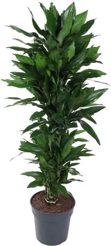 Drachenbaum 'Janet Lind' - 140-160 cm hoch, stark verzweigt - Elegante Dracaena deremensis 'Janet Lind' mit dichten, glänzenden Blättern. Ideal für Wohnräume und Büros, pflegeleicht und robust. Verleiht jedem Raum Struktur und Fülle.