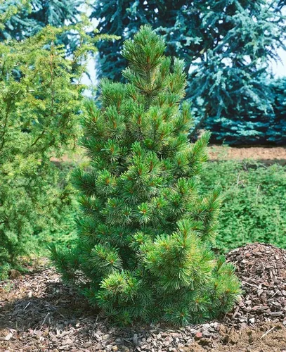 Pinus Cembra Zirbelkiefer 100–125 cm