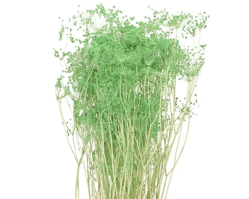 Trockenblume Elegante Trockenblumen Doldenblütler für Dekorationen, Florists Products, Höhe 8 cm