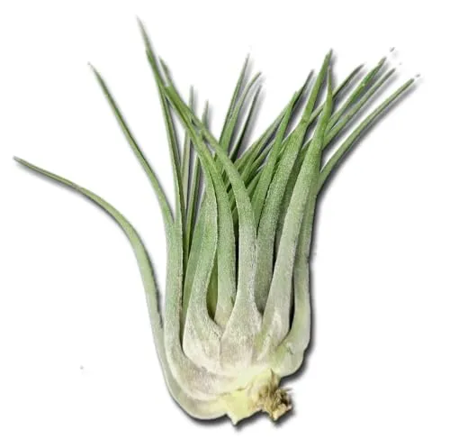 Tillandsia kolbii XL