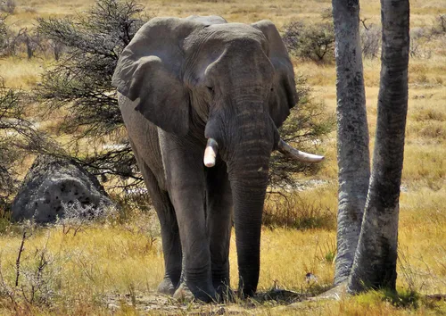 hansepuzzle 86772 - Elefant Puzzle, 260 Teile, Tierwelt, 41,0 x 28,0cm mit hochwertiger Aufbewahrung, Kartonbox und wiederverschließbarem Beutel