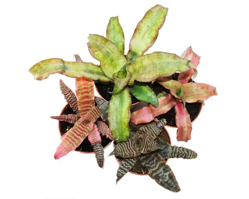 Exotenherz Zimmerpflanze 4er Set Erdbromelie Cryptanthus buntlaubig Pflanze Ideal für Terrarien