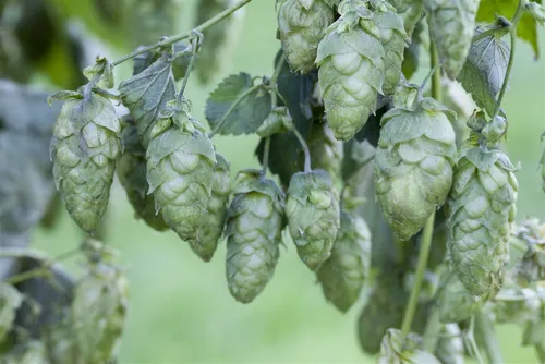 Echter Hopfen (Humulus Lupulus) 150–200 cm - Kraftvolle Kletterpflanze für üppige Begrünung und Sichtschutz. Ideal für Spaliere und Kübel, mit dekorativen Blütenständen und vitalem Wuchs.