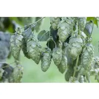 Humulus Lupulus Hopfen 40–60 cm