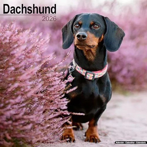 Dachshund Calendar 2026 Square Dog Breed Wall Calendar - 16 Month