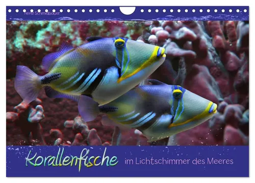 Korallenfische im Lichtschimmer des Meeres - Wandkalender 2026 - Hochwertiger Fotokalender mit 12 farbenfrohen Bildern und robuster Spiralbindung. Ideal zum Verschenken oder für die eigene Wandgestaltung, gefertigt aus umweltfreundlichem Papier.