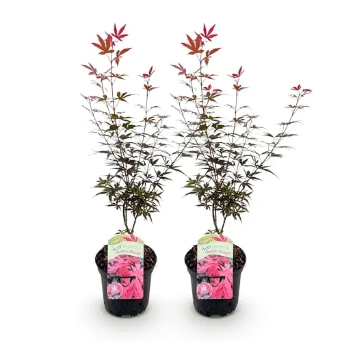 GreenboutiQ - Balkonpflanze - Japanischer Ahorn - Acer palmatum Skeetsers Broom - Lila - 2 Pflanzen - Laubabwerfend - Topf 19cm Höhe 70cm