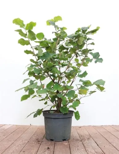 Corylus avellana 40-60 cm – Winterhart, Mehrjährig, Pflegeleicht – Haselnussstrauch – Heckenpflanze für Garten & Sichtschutz