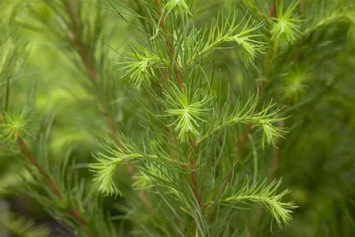 Pflanzen für Dich Konifere Larix decidua, 1 St., Europäische Lärche, Lärche, laubabwerfend, goldgelb im Herbst
