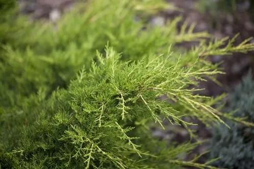 Juniperus pfitzeriana 'Gold Coast' 9x9 cm Topf – Immergrün, Winterhart, Pflegeleicht – Gold-Wacholder – Bodendecker für Steingarten & Kübel