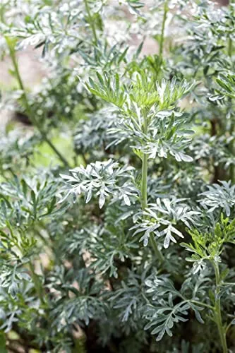 Artemisia vulgaris 9x9 cm Topf – Winterhart, Mehrjährig, Pflegeleicht – Beifuß – Kräuterpflanze für Garten & Balkon