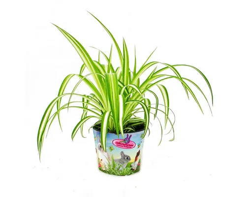 Exotenherz Zimmerpflanze Futterpflanze für Heimtiere Chlorophytum Vitalfutter