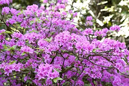 Produktbild Rhododendron Praecox Frühblühend Lila 20–25 cm