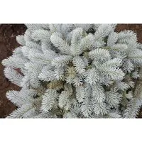 Picea Pungens Glauca Globosa – Kompakte Blautanne 80–100 cm - Attraktive, kompakte Blautanne mit stahlblauen Nadeln, ideal als Solitär oder im Kübel. Winterhart und pflegeleicht, bringt Struktur und Farbe in jeden Garten.