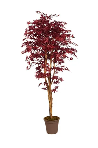 artplants Künstlicher Japanischer Ahorn GORDJUSCHA, dunkelrot, 125cm - Künstlicher Japanischer Ahorn in elegantem Dunkelrot, 125 cm hoch. Ideal für stilvolle Dekoration und pflegeleichte Gestaltung von Wohnräumen.