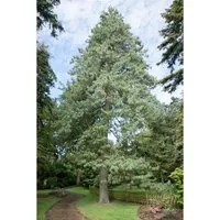 Pinus Wallichiana Himalaya-Kiefer 70–80 cm