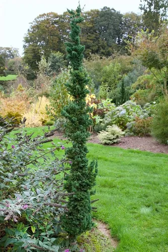 Chamaecyparis law. Wissel's Saguaro - Lawsons Scheinzypresse - Ziergehölze - Immergrüner Nadelbaum mit säulenartigem Wuchs und blaugrünen Nadeln, ideal als Solitär oder Hecke, pflegeleicht und winterhart.