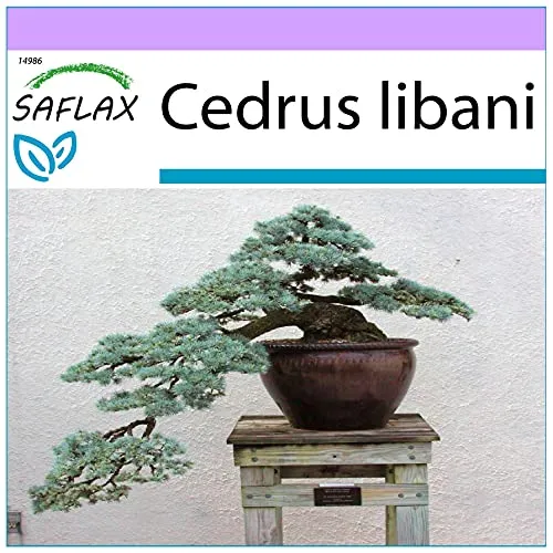 SAFLAX - Bonsai - Libanon Zeder - 20 Samen - Cedrus libani