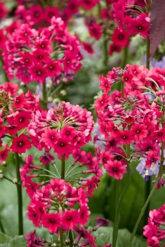 Primula japonica 'Miller's Crimson' 9x9 cm Topf – Winterhart, Mehrjährig, Pflegeleicht – Japanische Primel – Staude für Beet & Teichrand